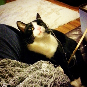 Boots my knitting assistant